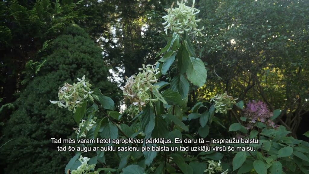 Dārzniece dalās ieteikumos, kā sagatavot dārzu ziemai
