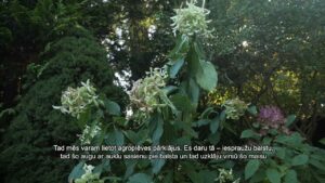 Dārzniece dalās ieteikumos, kā sagatavot dārzu ziemai